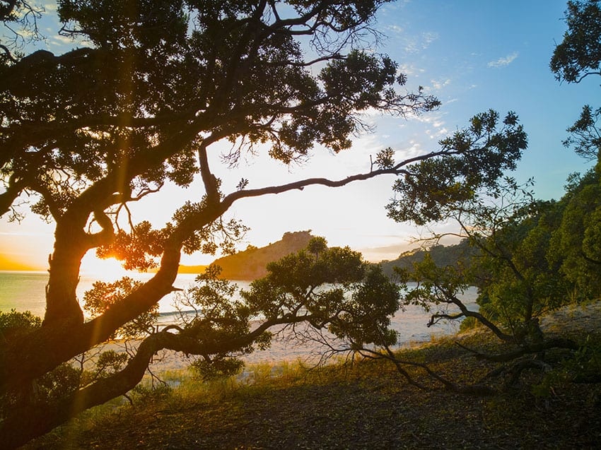 Scenic sunrise through Pohutukawa trees at New Chums Beach, Coro