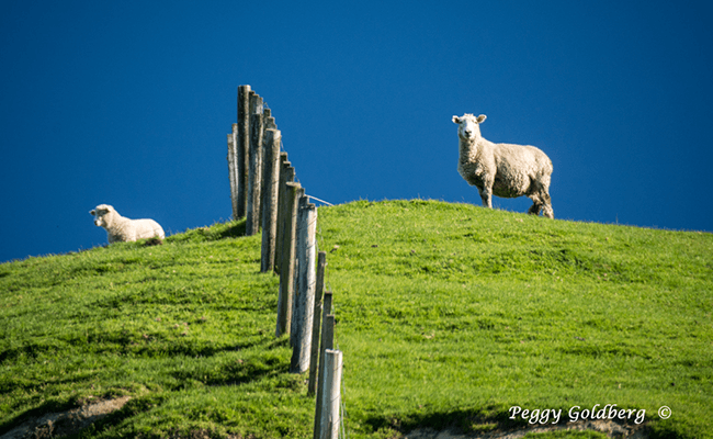 Sheep on New Zealand Farm