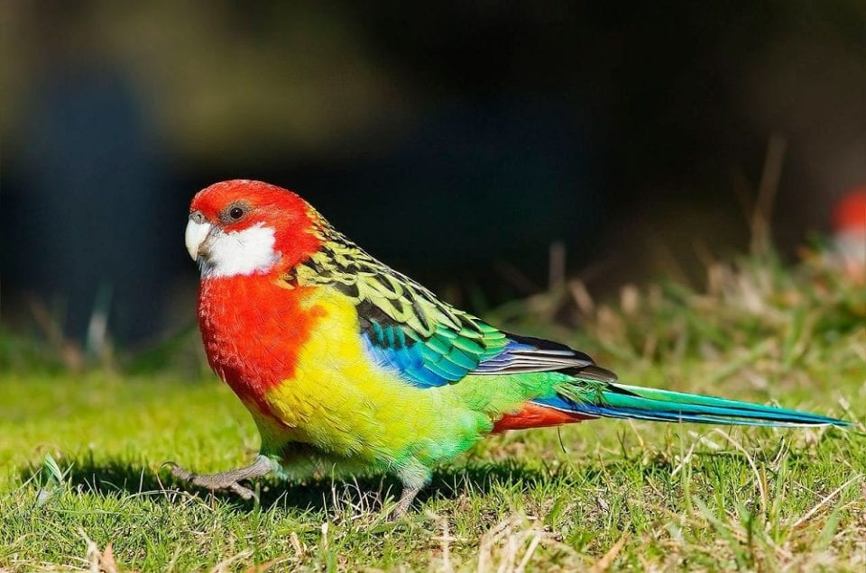 Private Birding Tours and Upcoming Bird Lover’s Events in New Zealand