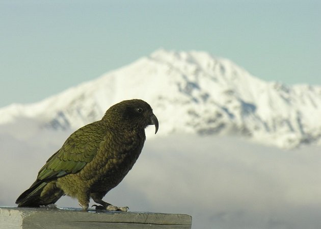 New Zealand kea bird