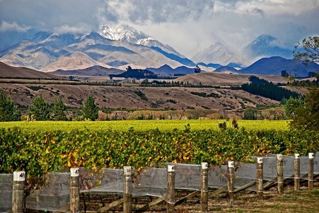 New Zealand wine tasting