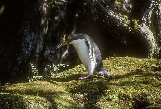 New Zealand yellow-eyed penguin