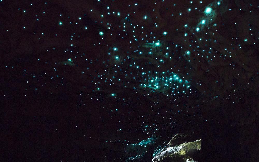 Glowworms in the dark at Waitomo Caves