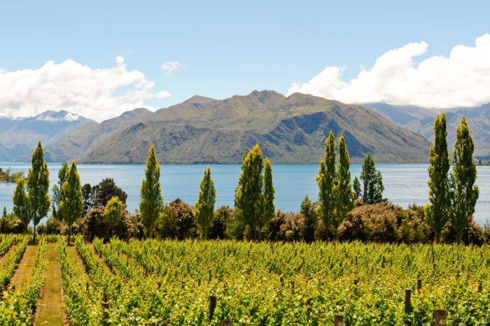Classic New Zealand Wine Trail