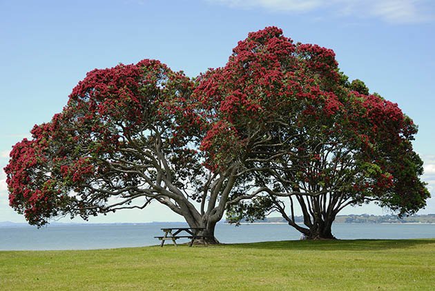 Pohutukawa New Zealand Native Christmas Tree
