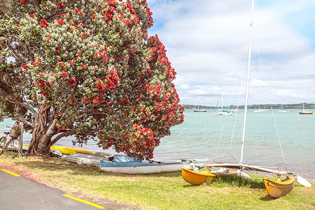 Traditional kiwi summer beach with flowering red Pohutukaka tree, sea and boats - in Russell, Bay of Islands, Northland, New Zealand, NZ
