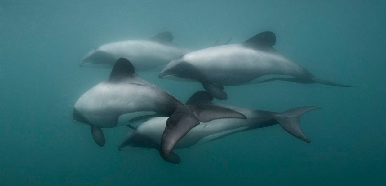 Take a Day Trip to Akaroa and Swim with the Dolphins