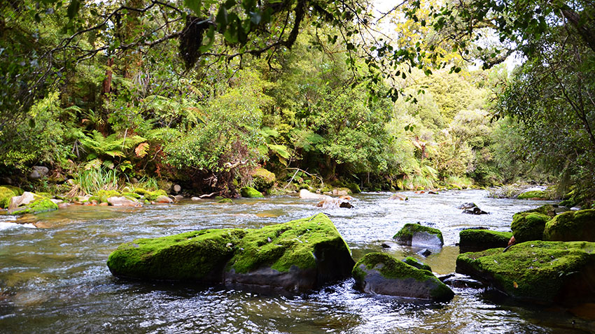 River in Whirinaki Te Pua-a-Tāne Conservation Park