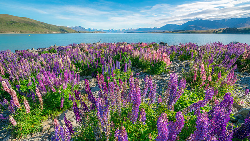 Landscape at Lake Tekapo and Lupin Field in New Zealand. Lupin flower at lake Tekapo hit full bloom in December, summer season of New Zealand.