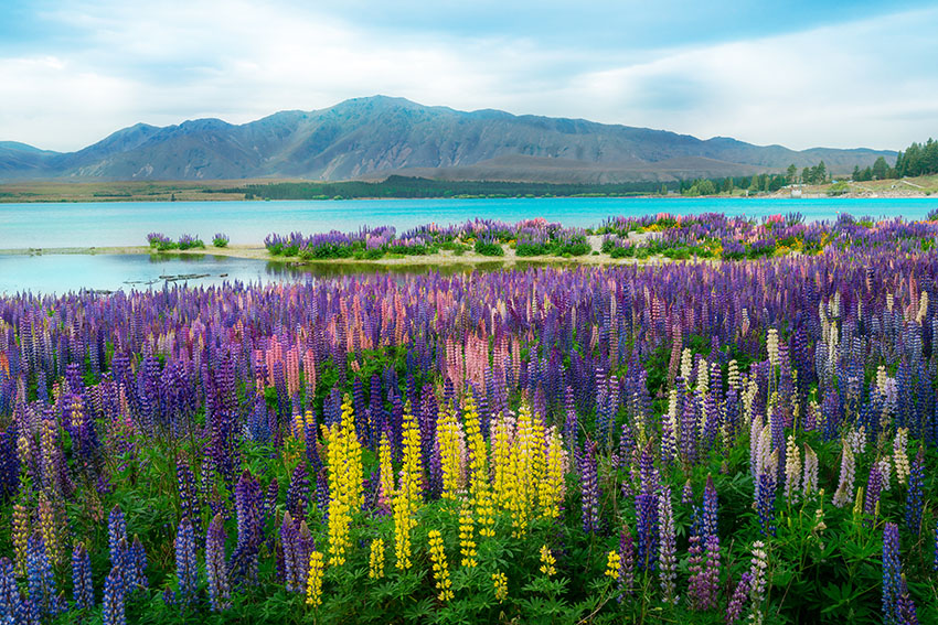 Landscape at Lake Tekapo and Lupin Field in New Zealand. Lupin field at lake Tekapo hit full bloom in December, summer season of New Zealand.