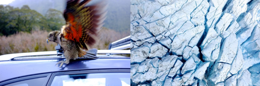 Kea on a car and glacier 
