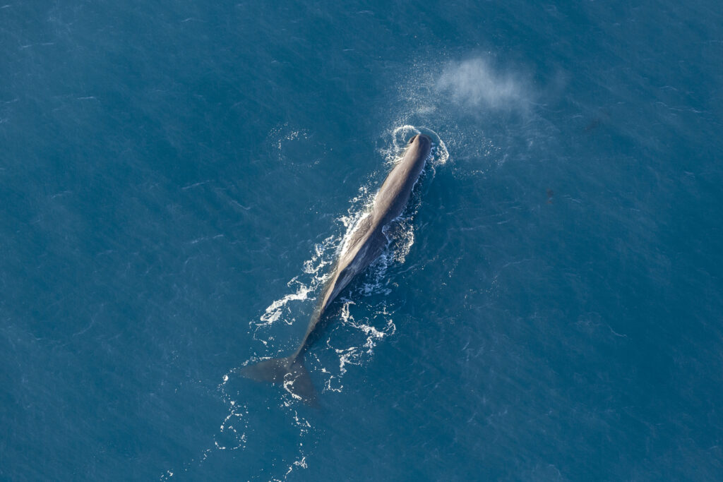Whale view from plane Kaikoura 