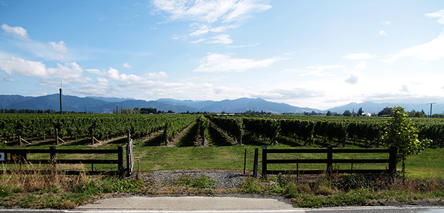 Vineyard in the Marlborough district of New Zealand at sunset