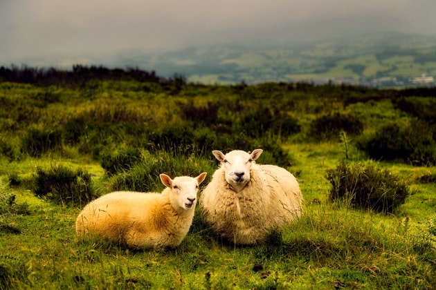 Merino sheep in New Zealand pastures