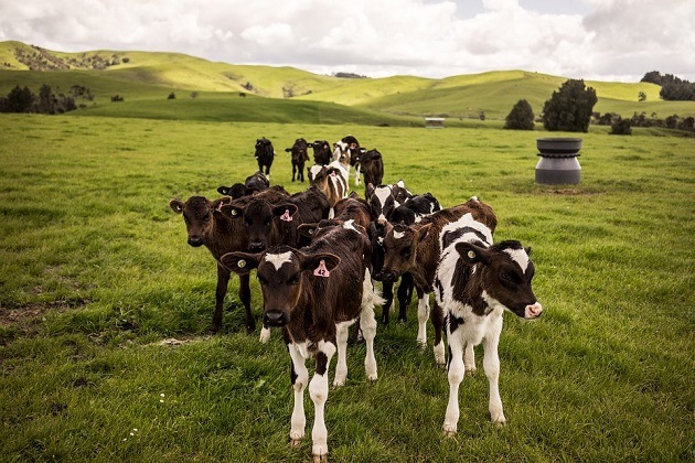 New Zealand animals