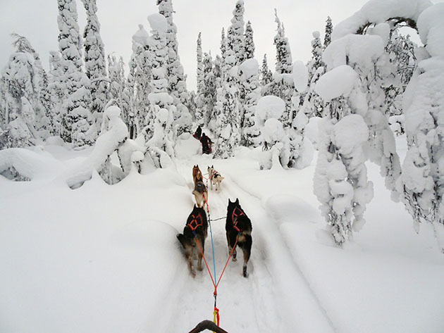 New Zealand dog sledding