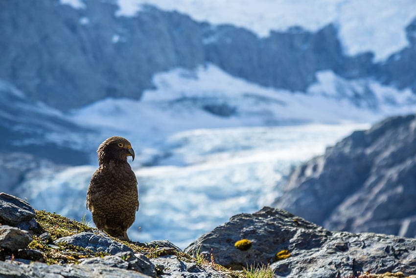 The kea, the only alpine parrot in the world, is an endangered bird living in the alpine environment of the South Island of New Zealand