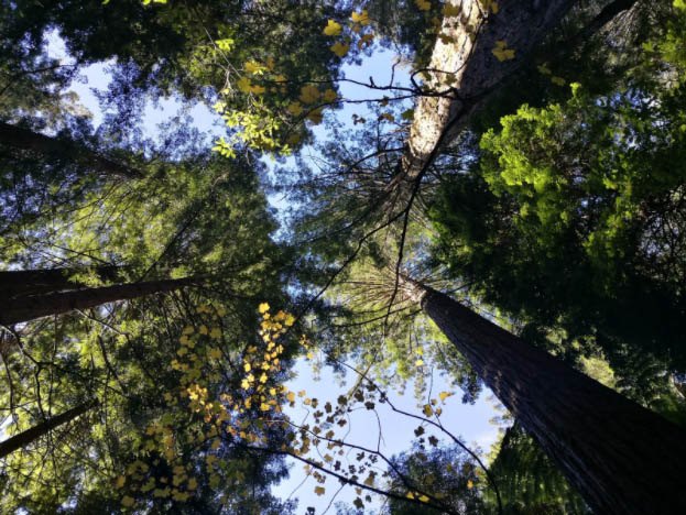 Whakarewarewa Forest, New Zealand