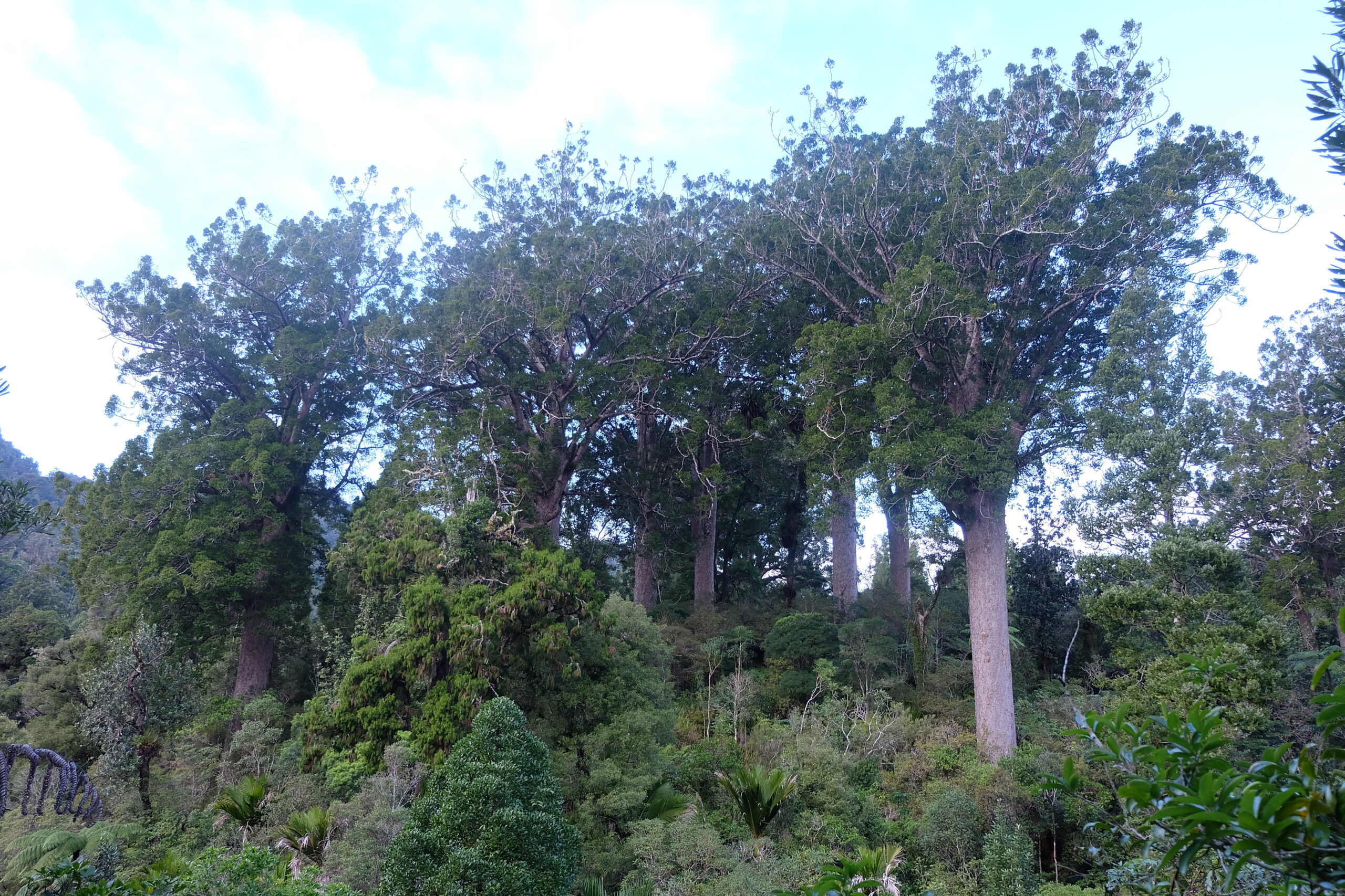Coromandel Peninsula