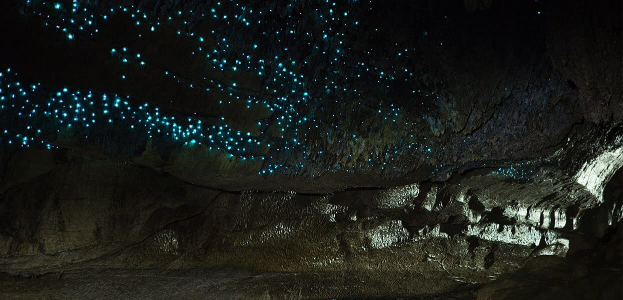 Glow Worm Dell