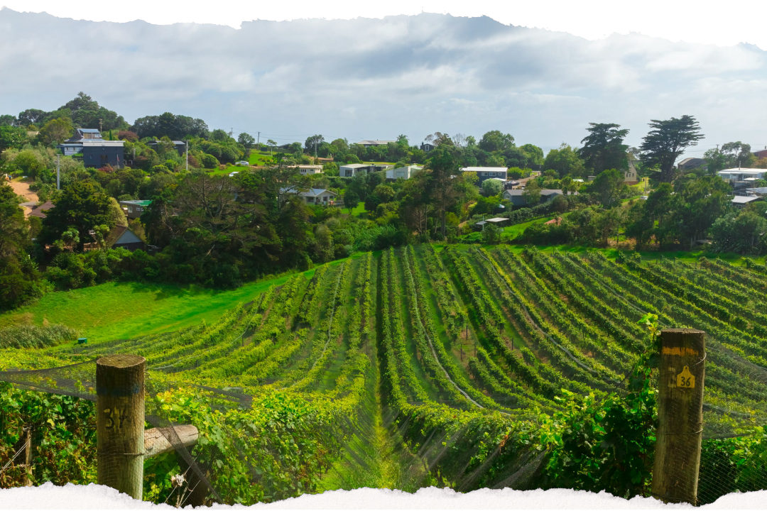 Rows of grape vines in Central Otago wine country