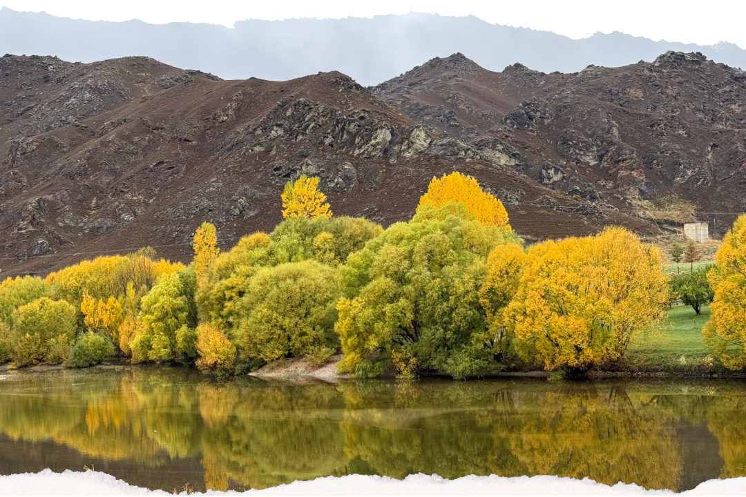 Golden autumn willows and poplars reflected in still water below a bare brown schist hillside in Central Otago