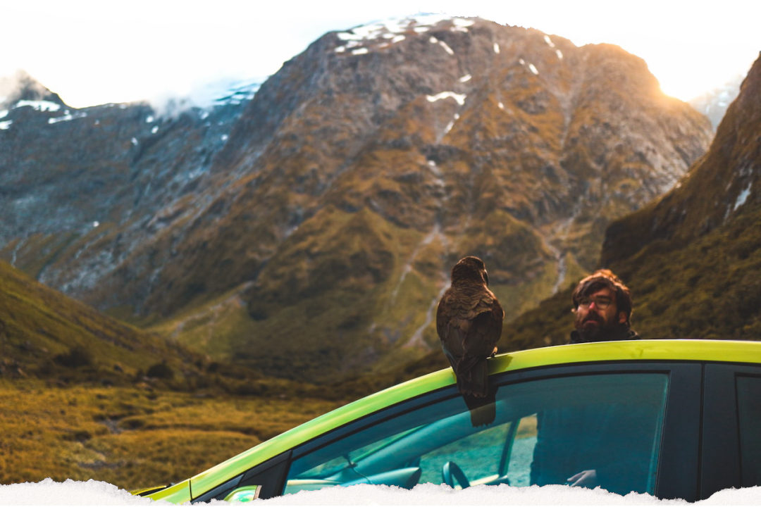 Kea alpine parrot perched on a car roof in New Zealand's Southern Alps