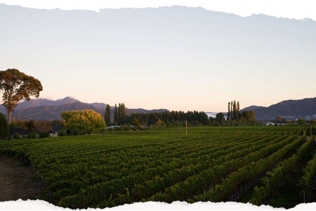 Mahi Vineyard at dusk in Marlborough, New Zealand
